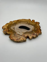 Load image into Gallery viewer, Petrified Wood Slice

